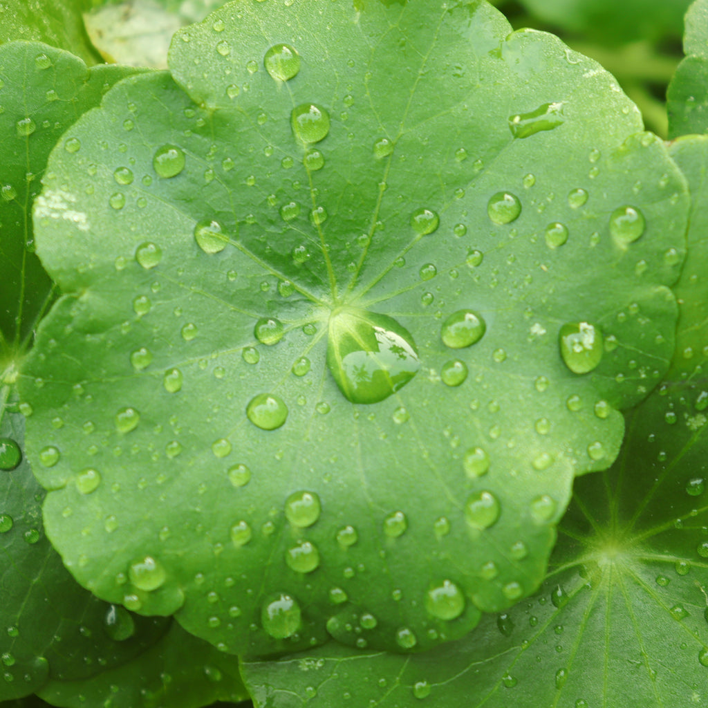 Centella Asiatica