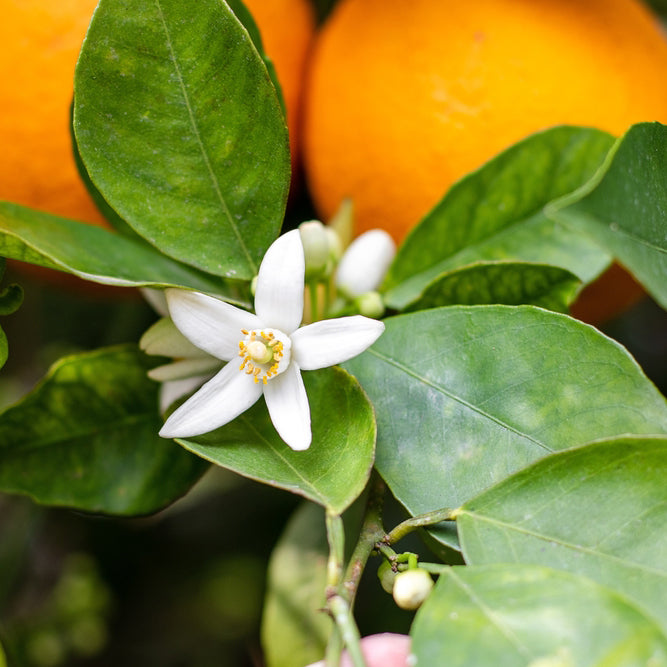 Neroli